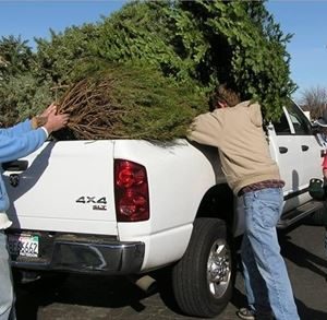 Tree Pickup